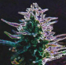marijuana-freepx